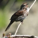 song sparrow, bird, nature-5377927.jpg